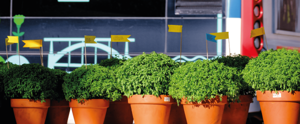 basil plants